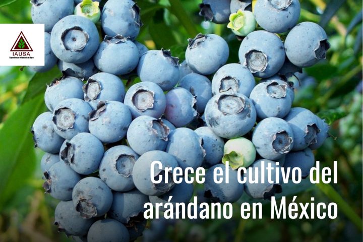 Crece El Cultivo Del Arándano En México Iausa